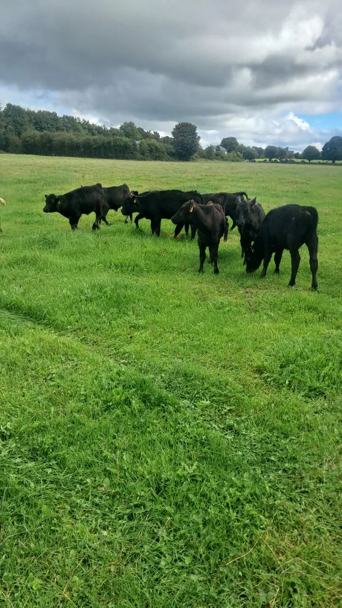 Reared calves - Image 3