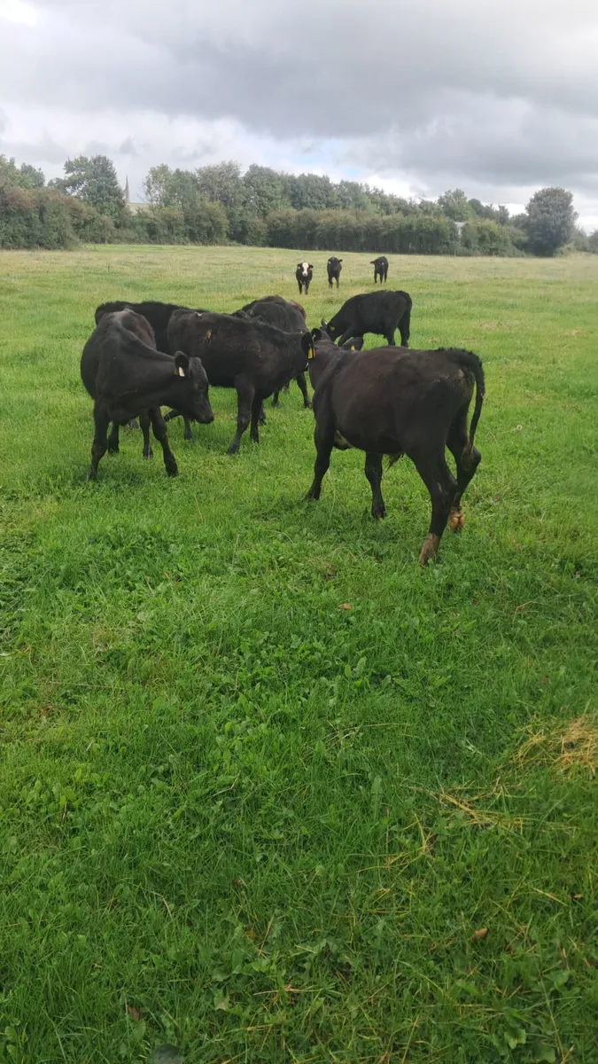 Reared calves - Image 4