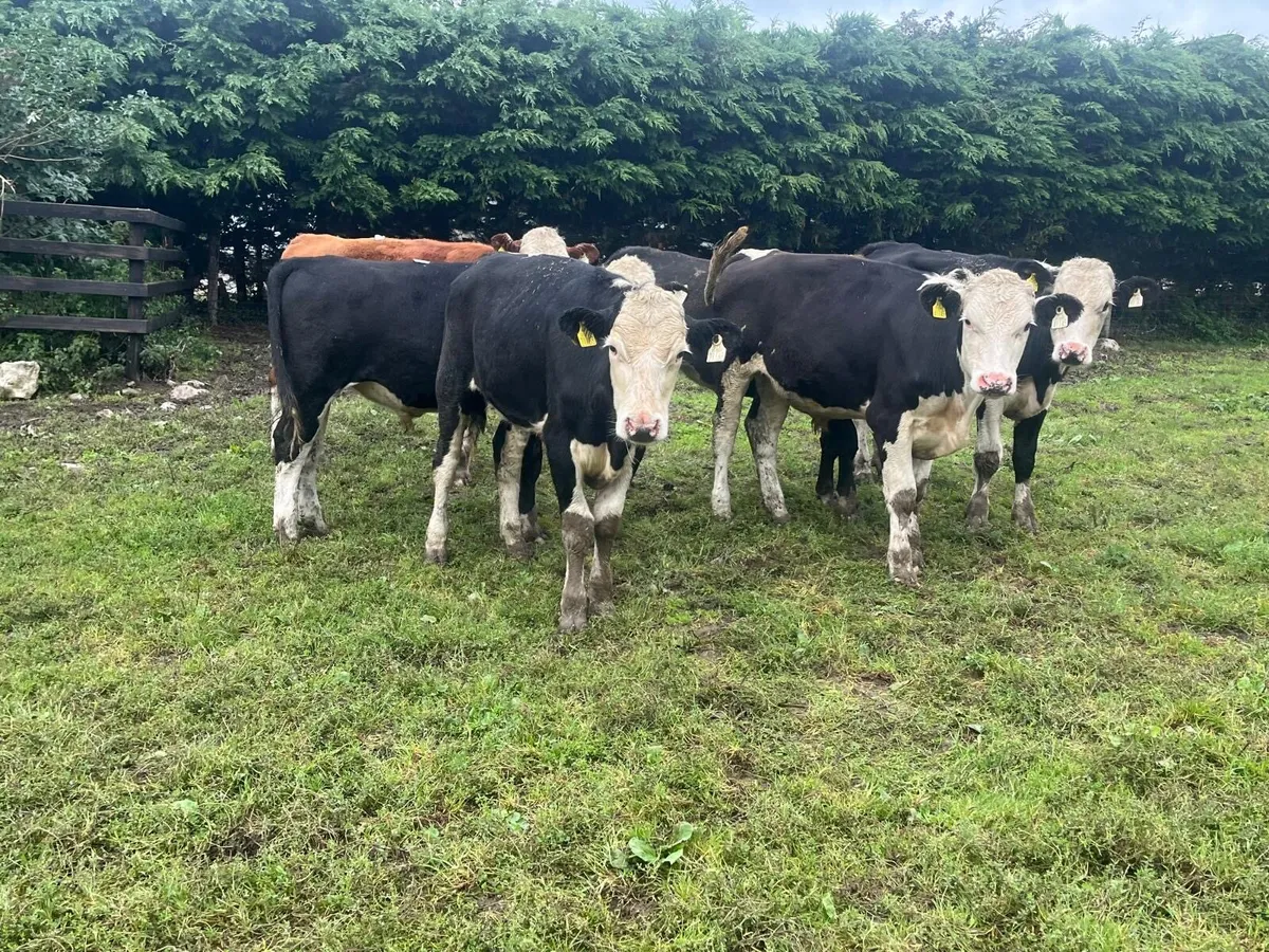 8 super  360 kg Hereford bullocks - Image 1