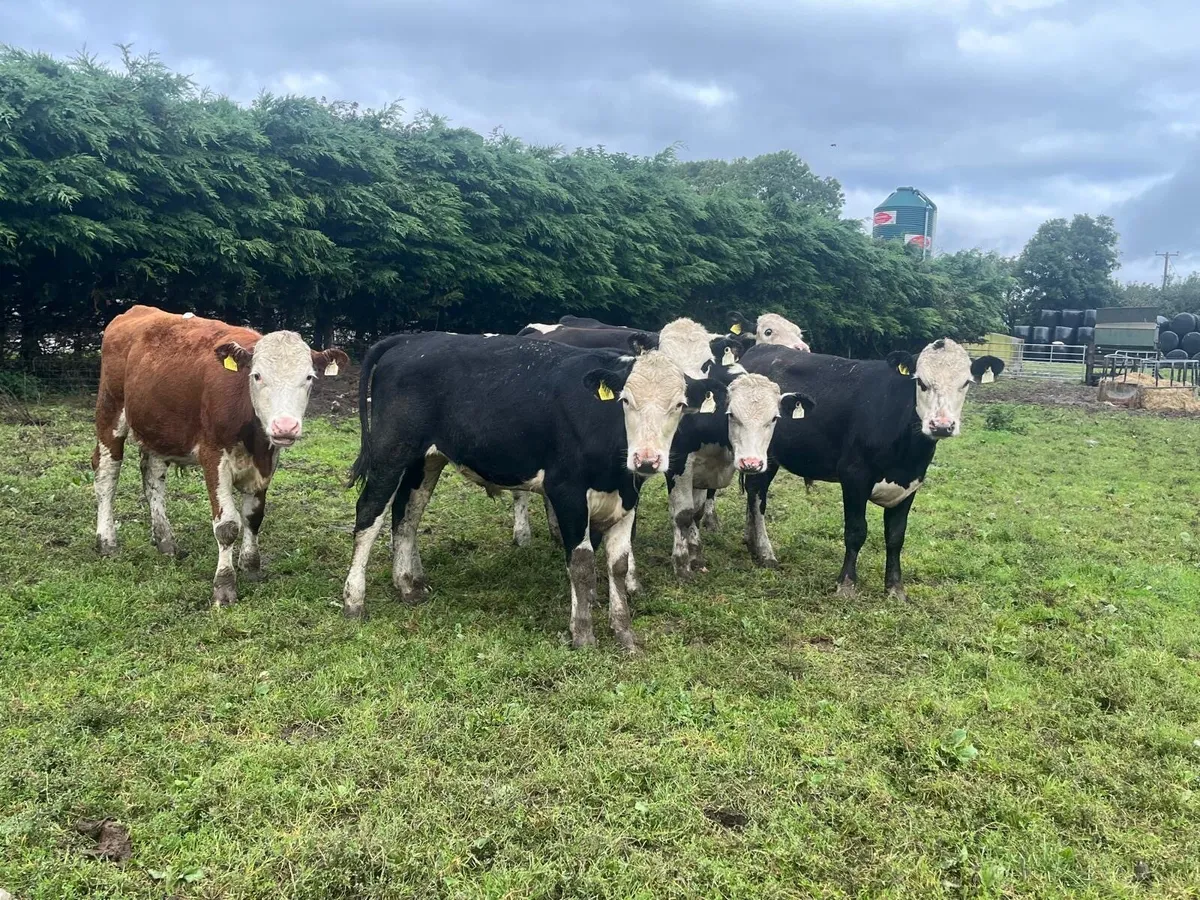 8 super  360 kg Hereford bullocks - Image 2