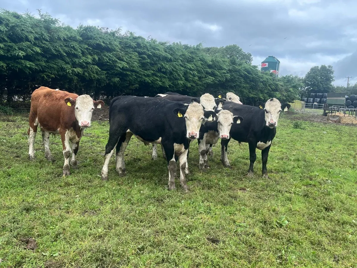 8 super  360 kg Hereford bullocks - Image 3