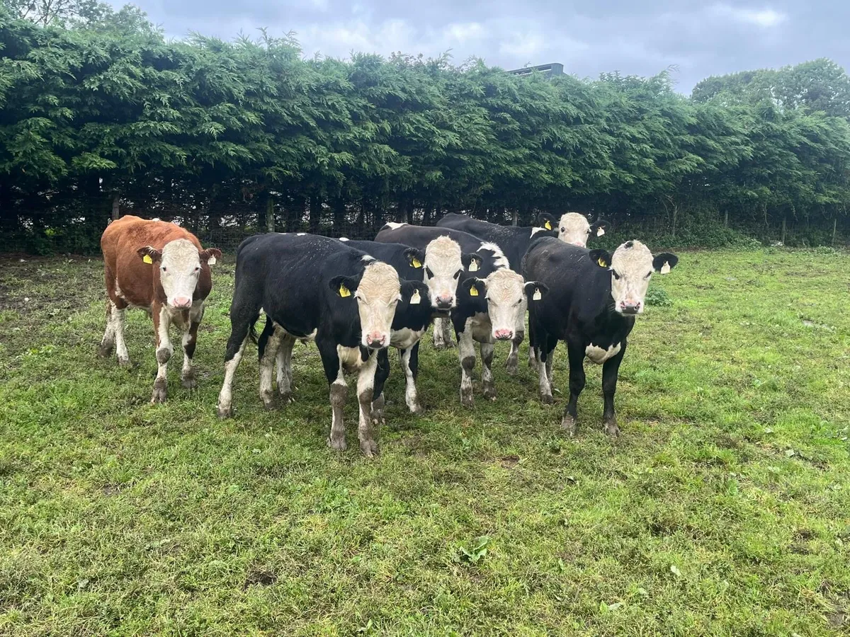 8 super  360 kg Hereford bullocks - Image 4