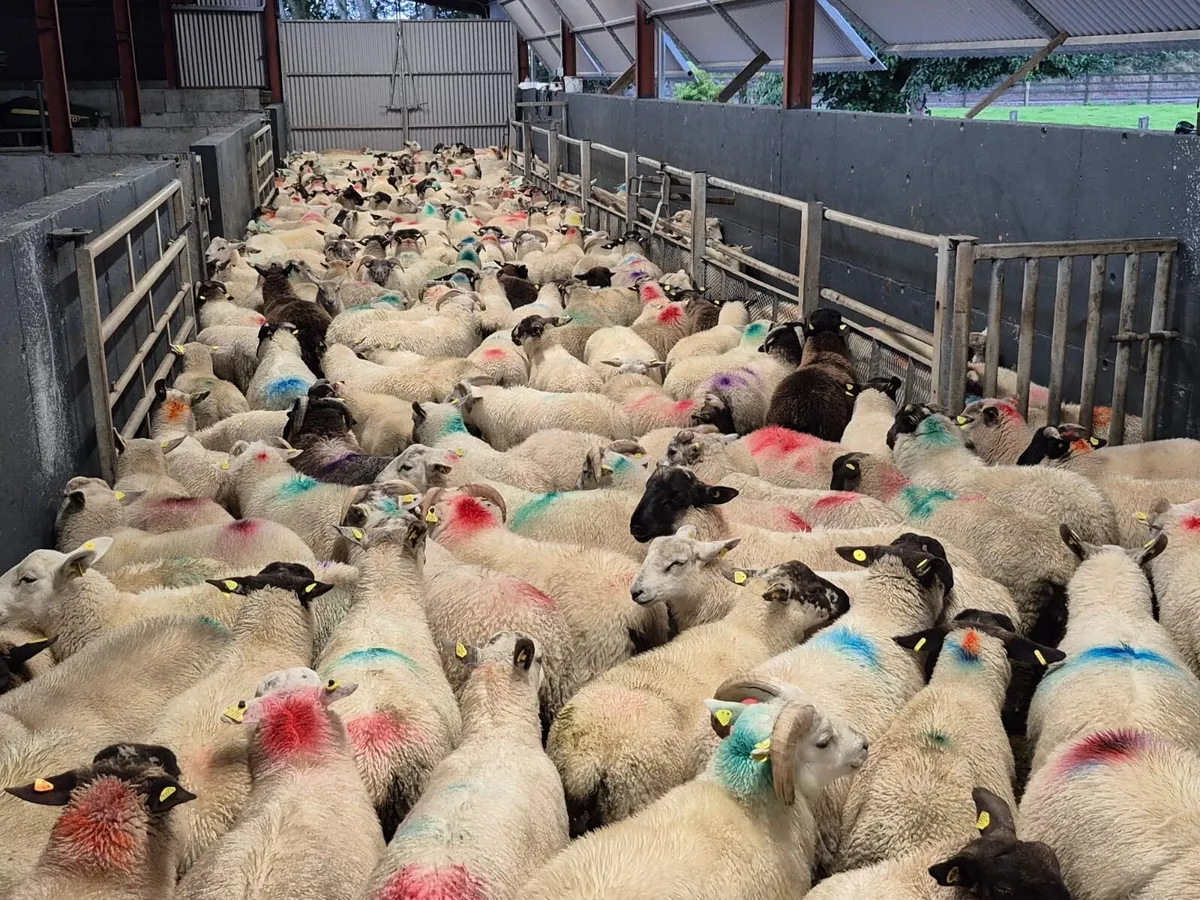 300 Store Ram Lambs - Image 2