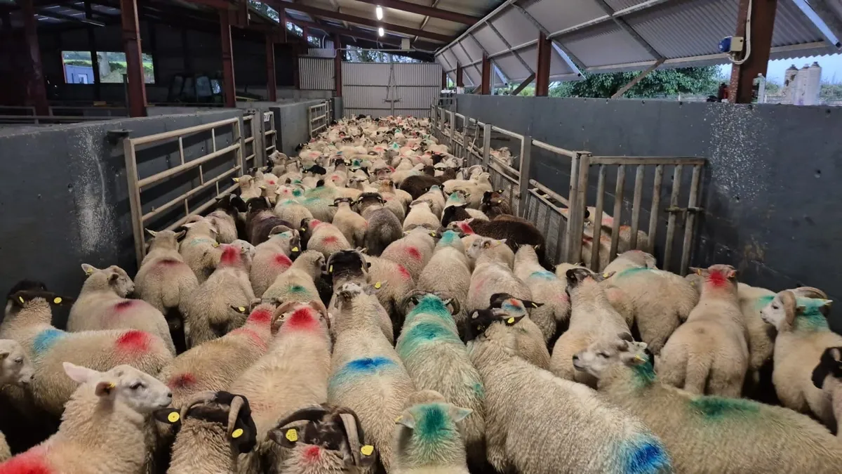 300 Store Ram Lambs - Image 3
