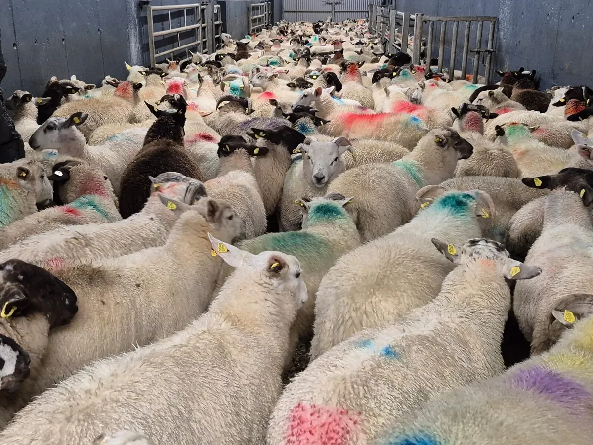 300 Store Ram Lambs - Image 4