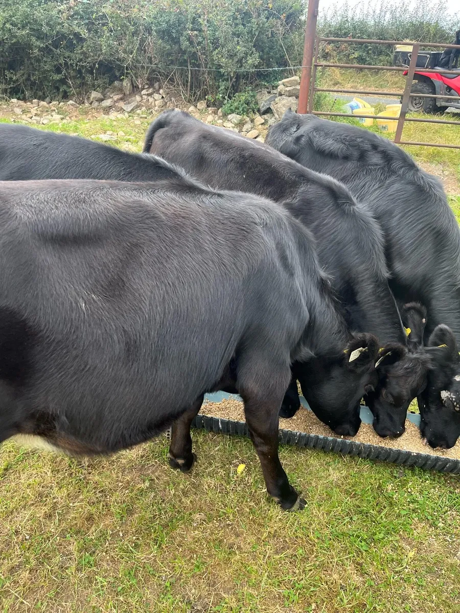 Organic Angus - Image 2