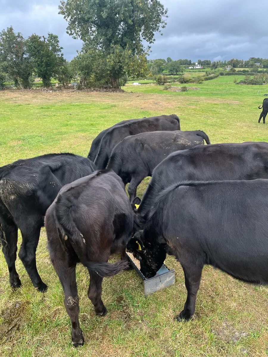 Organic Angus - Image 3