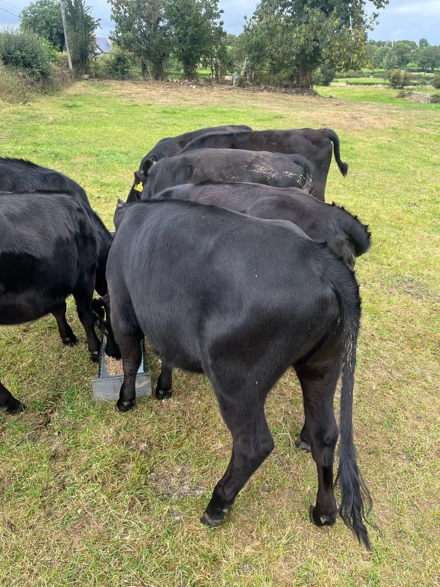 Organic Angus - Image 4