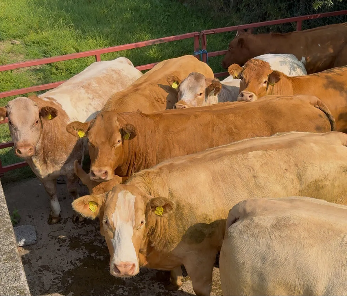 Incalf heifers for sale - Image 2