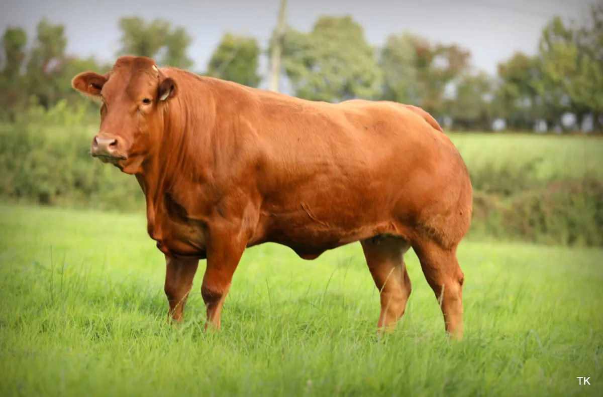 Incalf heifers for sale - Image 3
