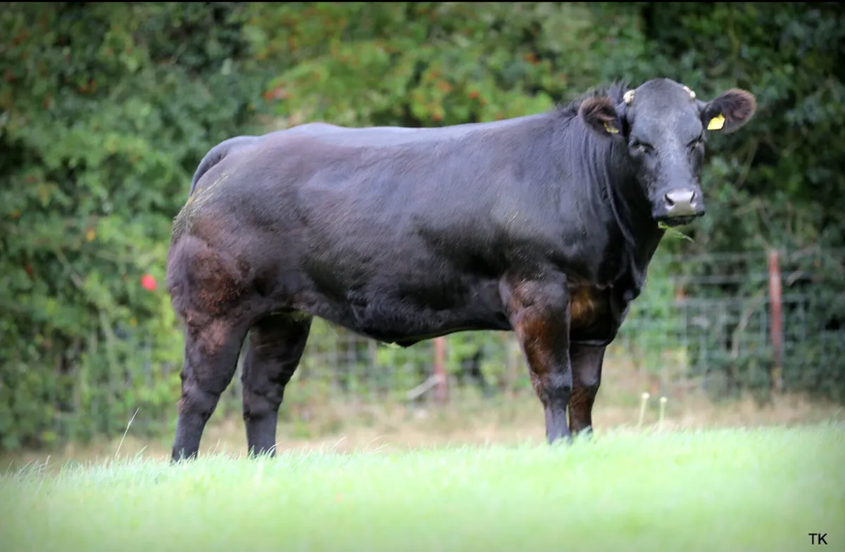 Incalf heifers for sale - Image 4
