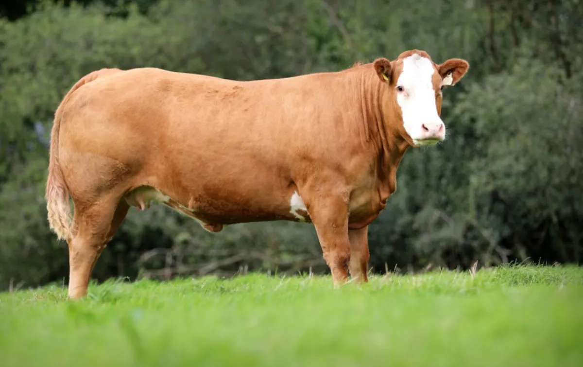 Incalf heifers for sale - Image 1