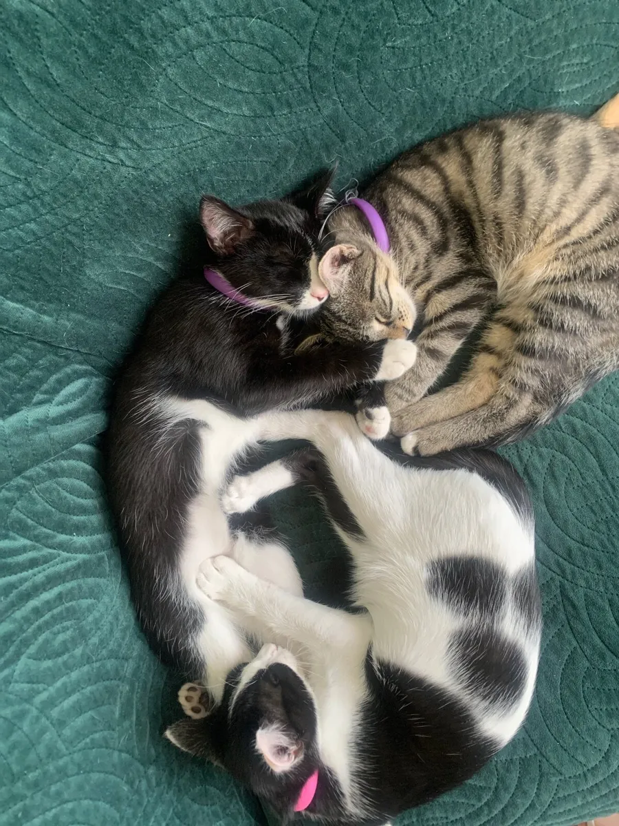 Kittens - Image 3