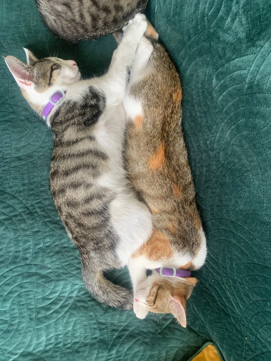 Kittens - Image 4