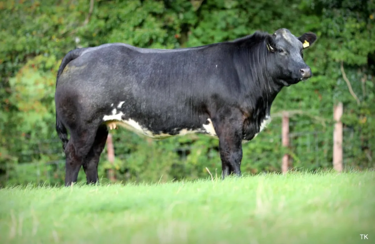 Springing Heifers for sale - Image 2