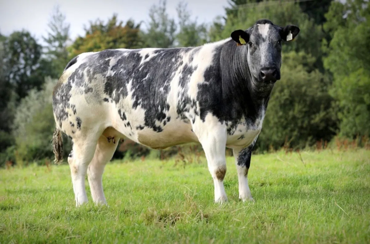 Springing Heifers for sale - Image 1