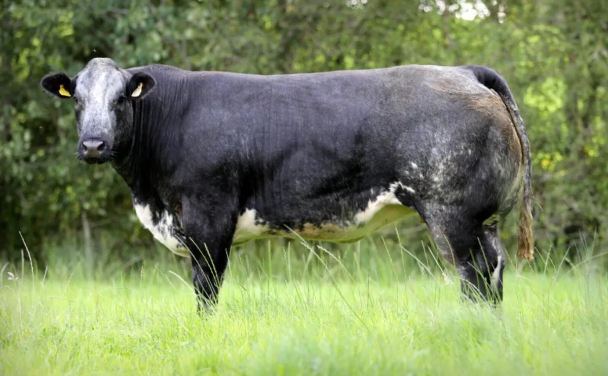 Springing Heifers for sale - Image 3