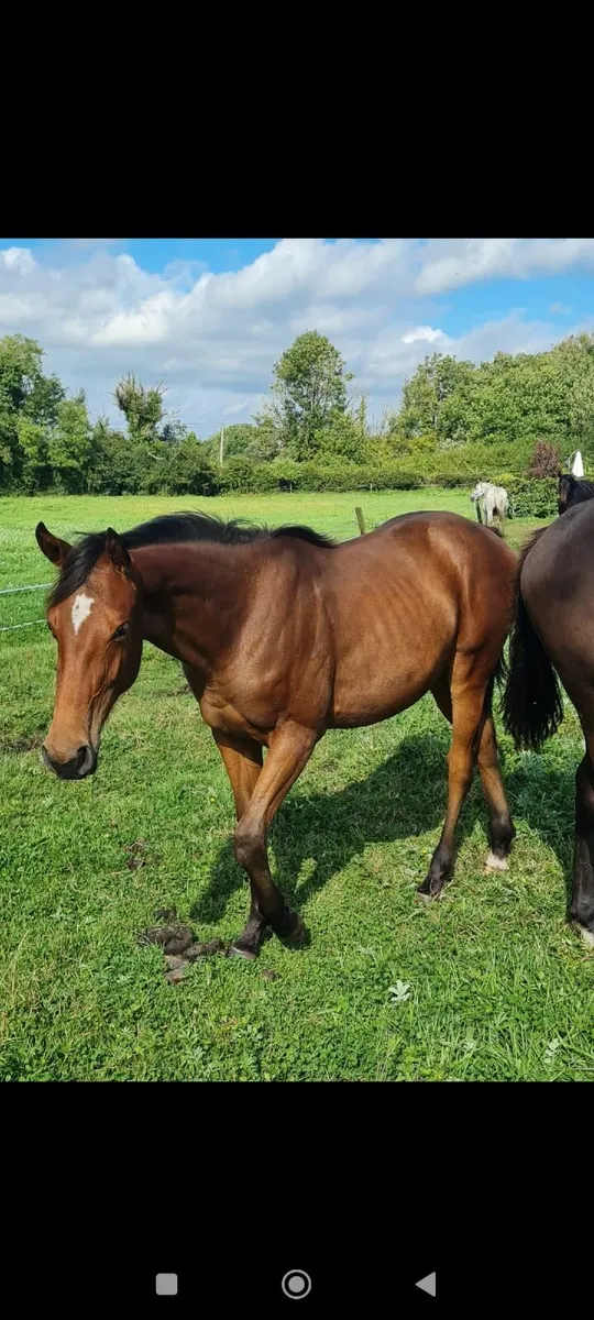 Tyson Filly & Cornerado VDL Gelding Yearlings - Image 3