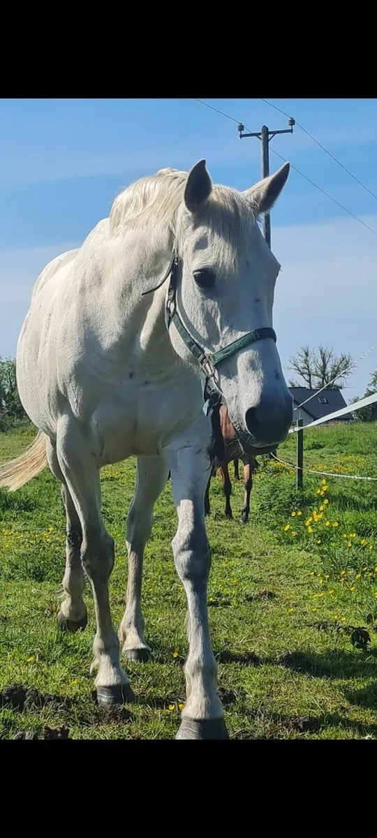 Tyson Filly & Cornerado VDL Gelding Yearlings - Image 4