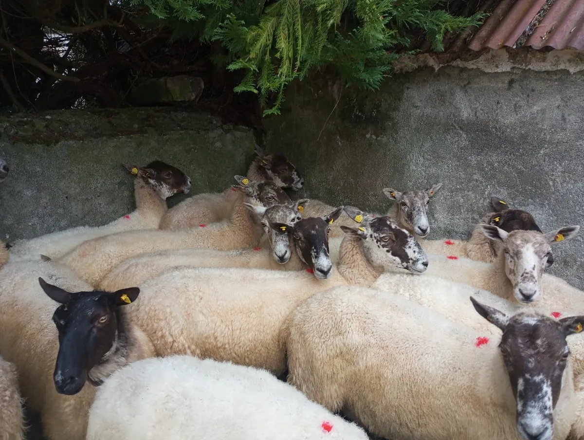 Ewes - Image 1
