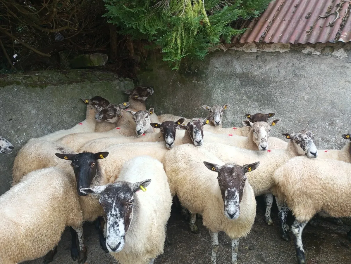 Ewes - Image 2