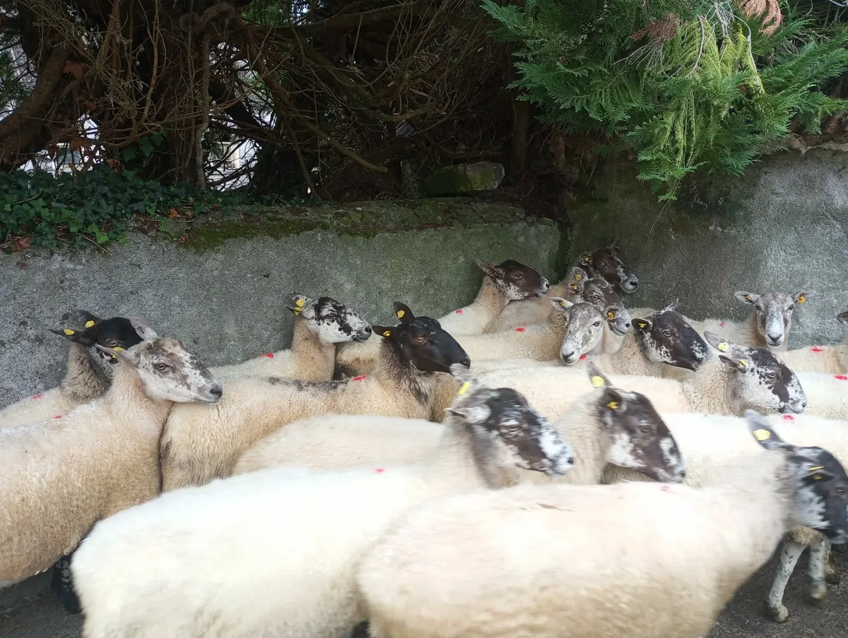 Ewes - Image 3
