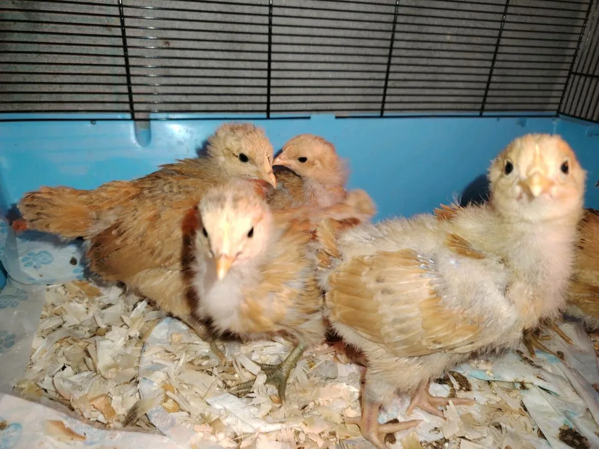 Orpington, call ducks, call duck pen,polish chicks - Image 3