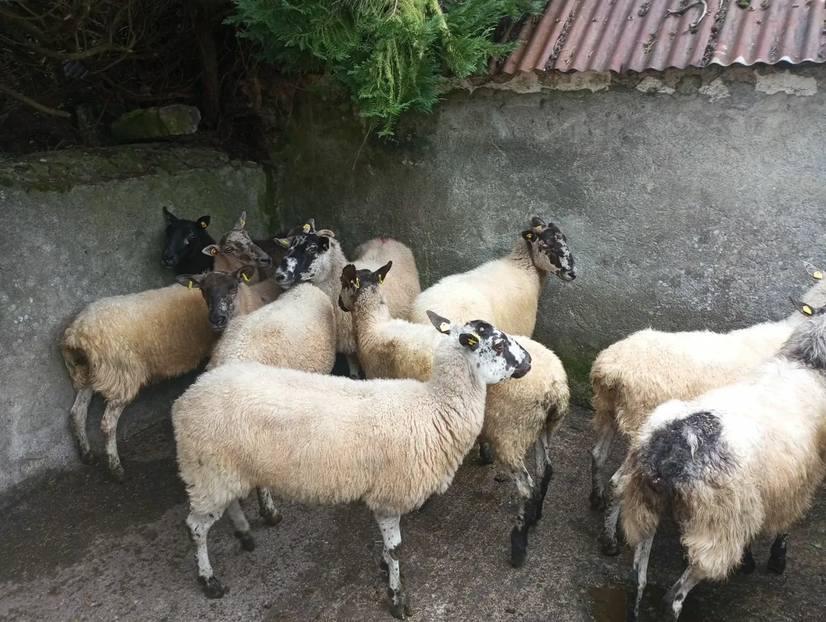Ewes - Image 4