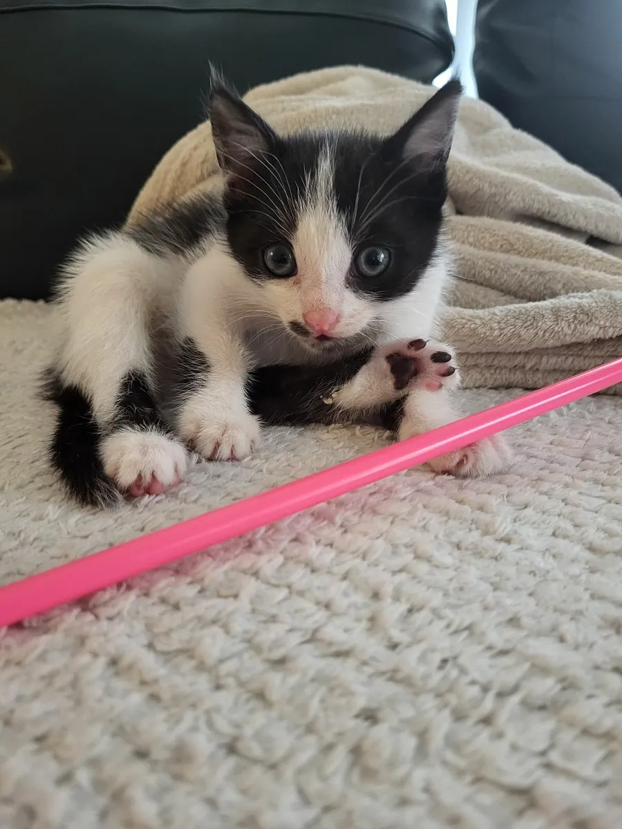 Kitten - Image 3