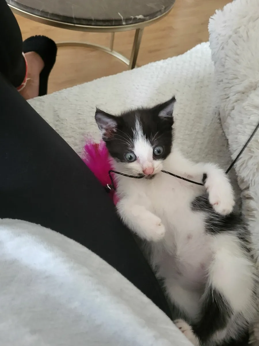 Kitten - Image 1
