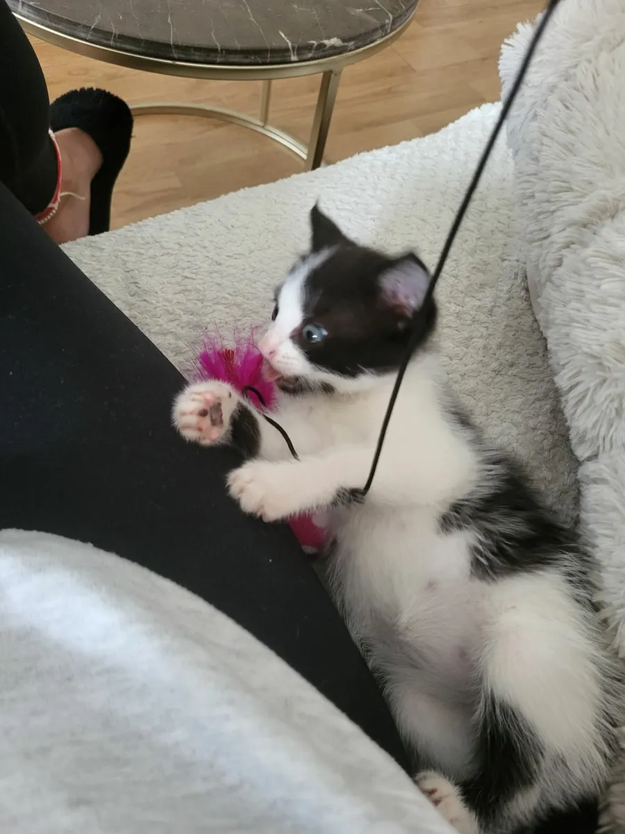 Kitten - Image 4