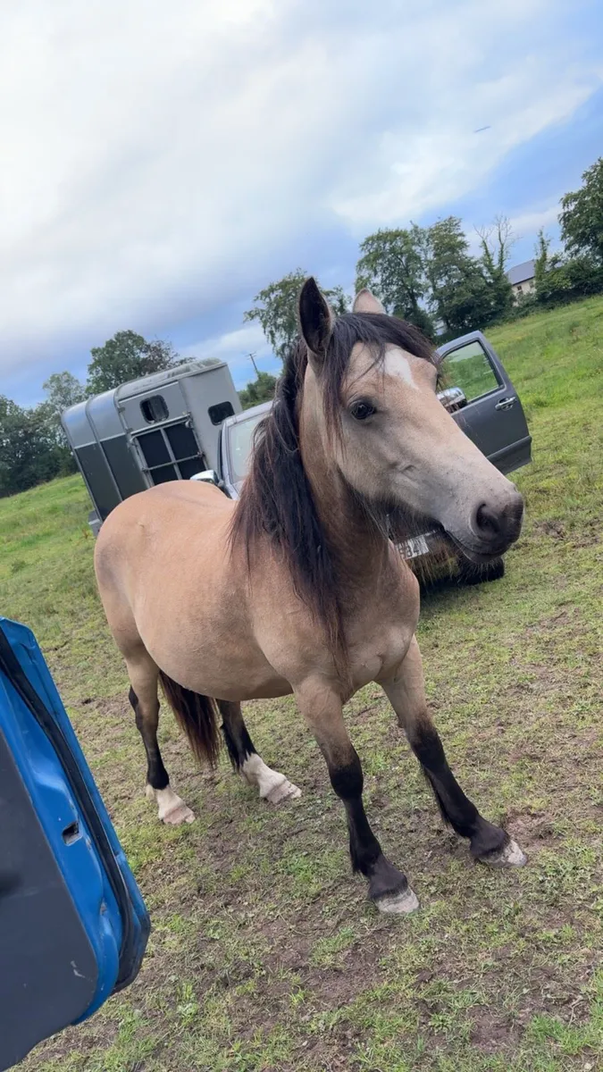 2 year old Dun filly - Image 2