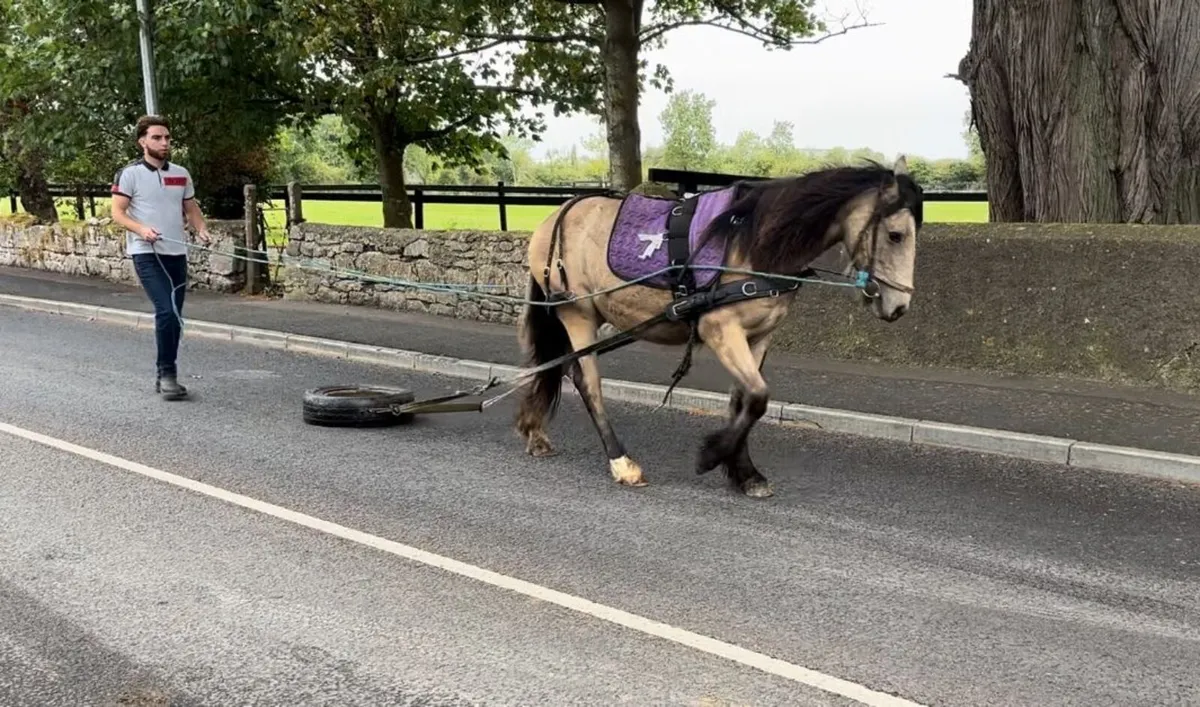 2 year old Dun filly - Image 3