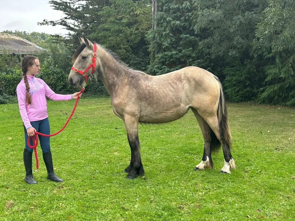 2 year old Dun filly - Image 1
