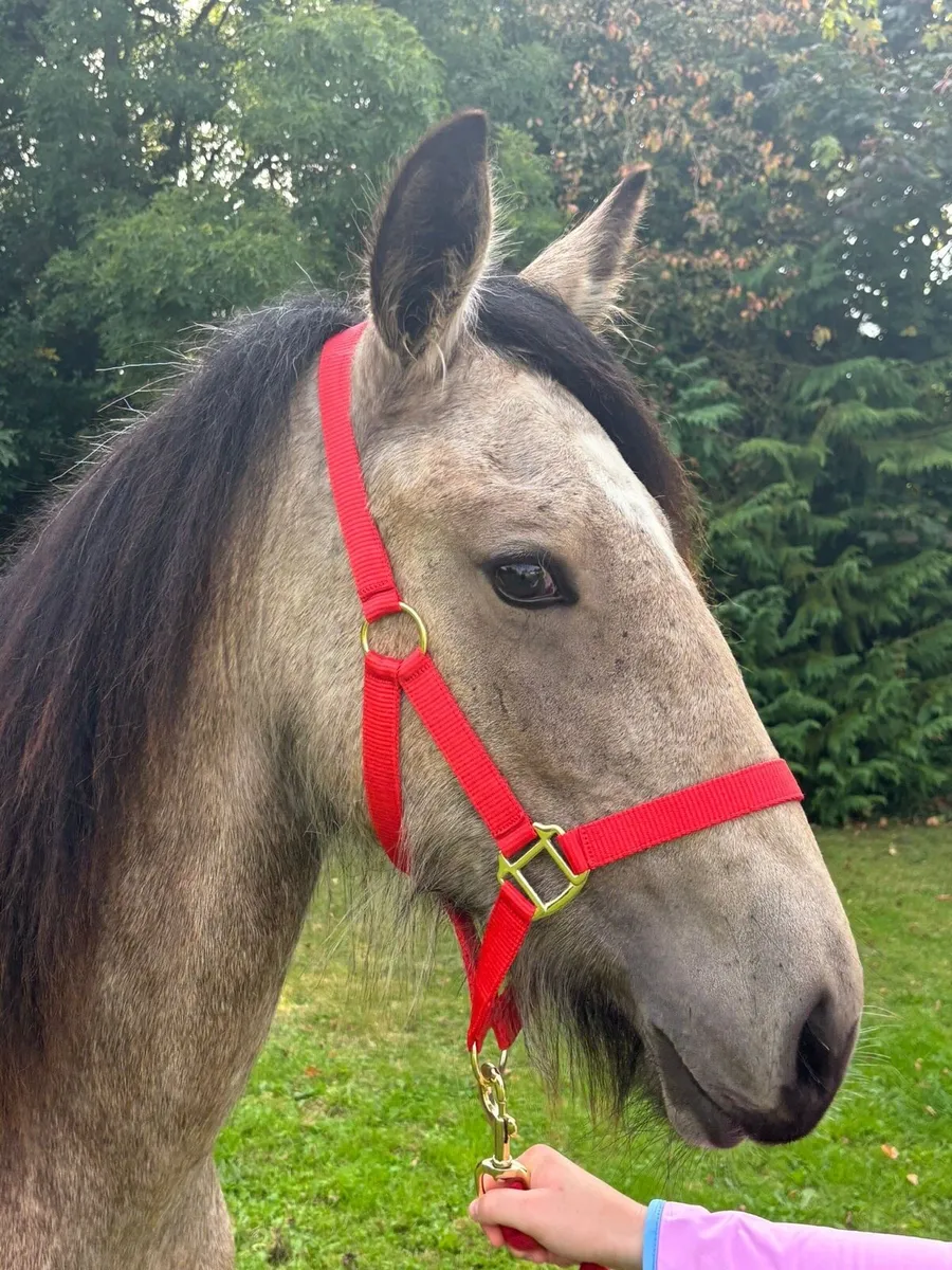 2 year old Dun filly - Image 4
