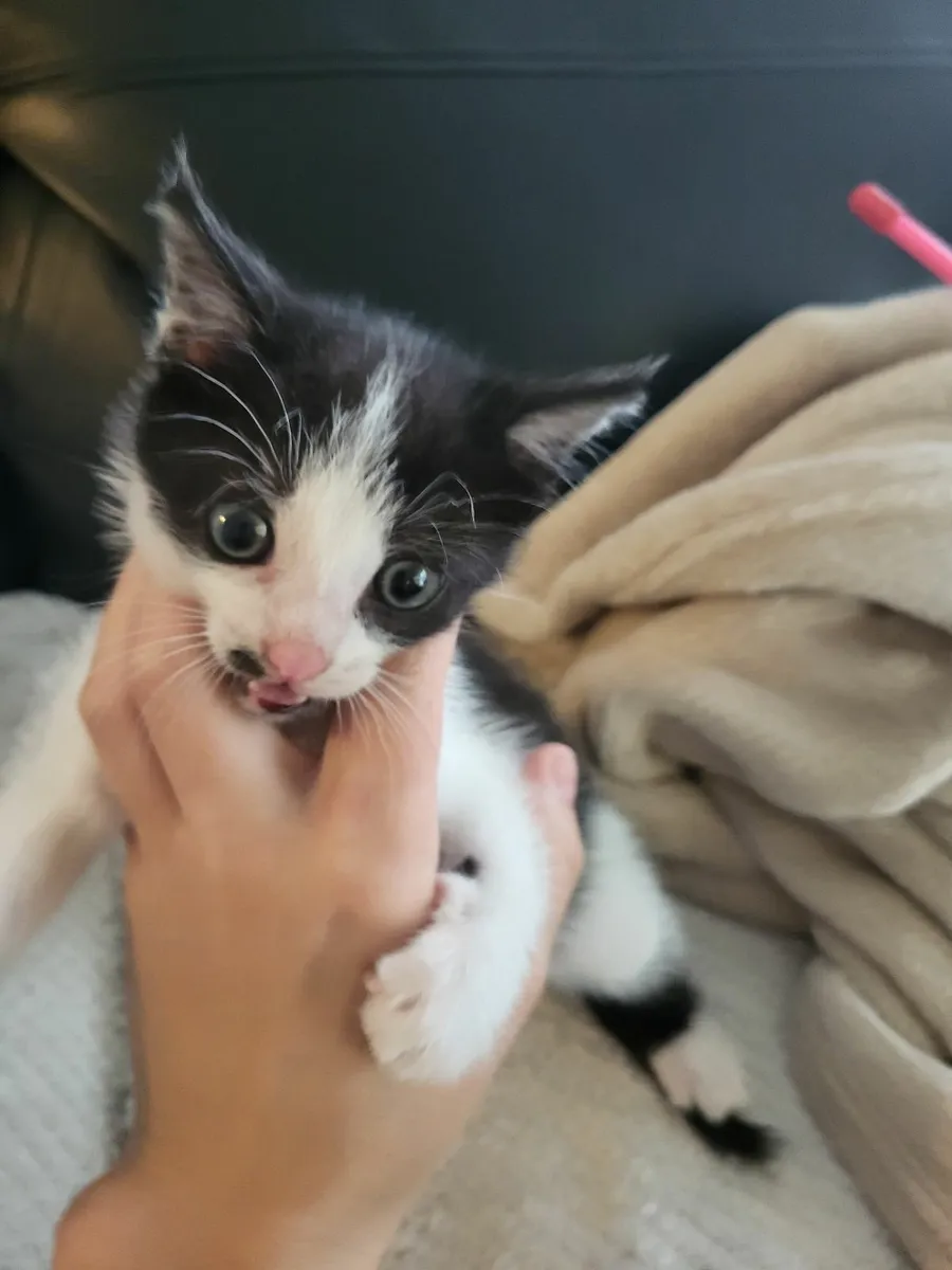 Kitten - Image 2