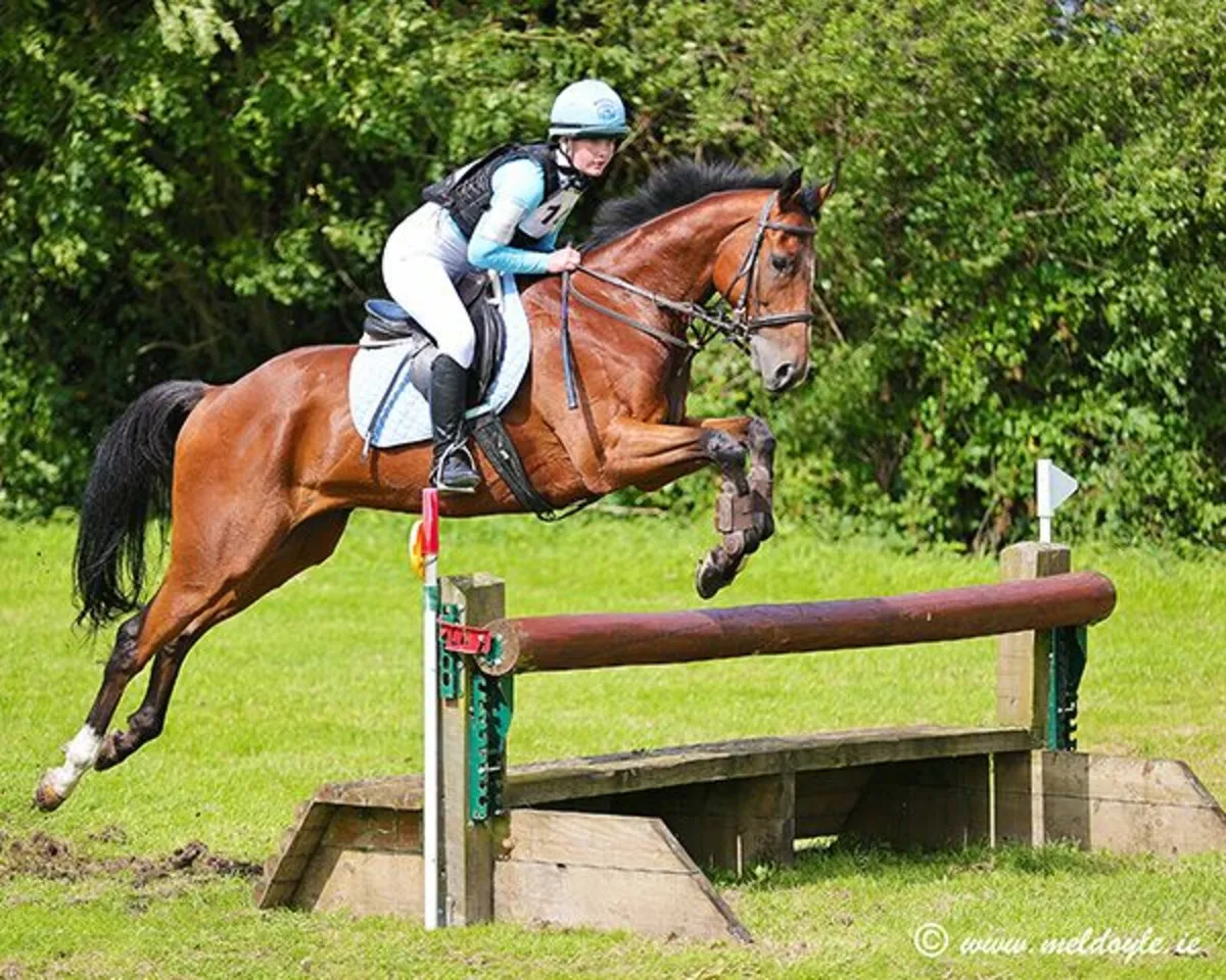 Riding Club / Pony club Horse - Image 2