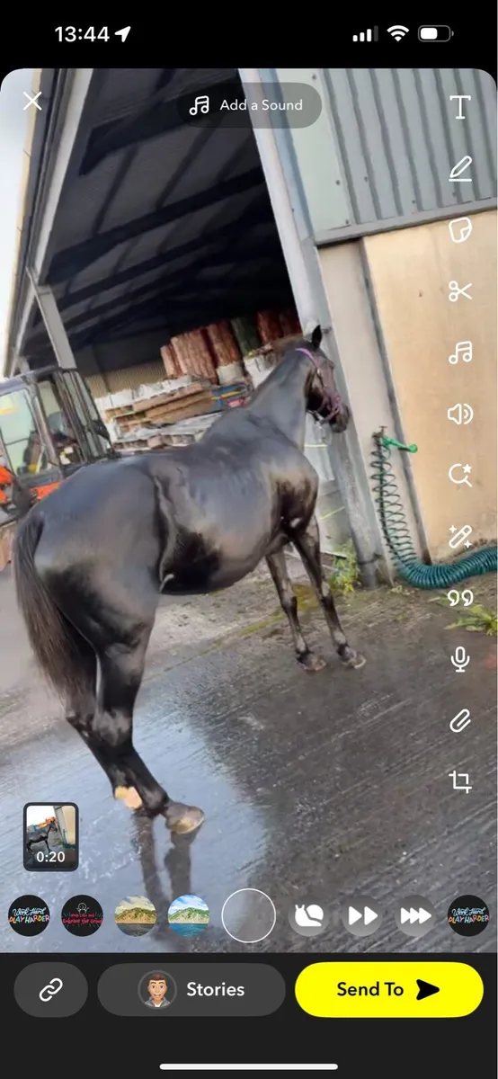 Square trotter - Image 1