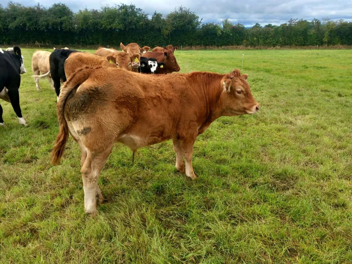 Limousine bullocks. - Image 1
