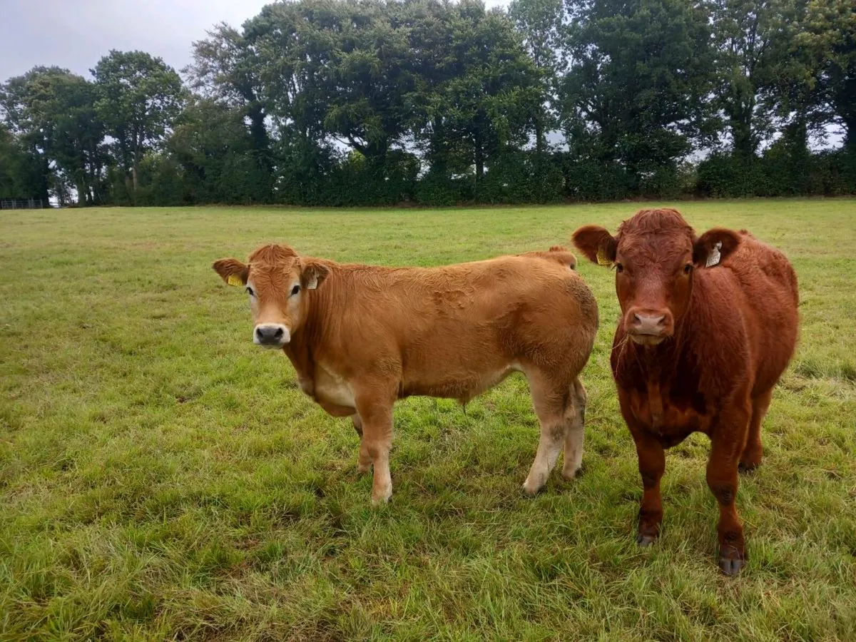 Limousine bullocks. - Image 2