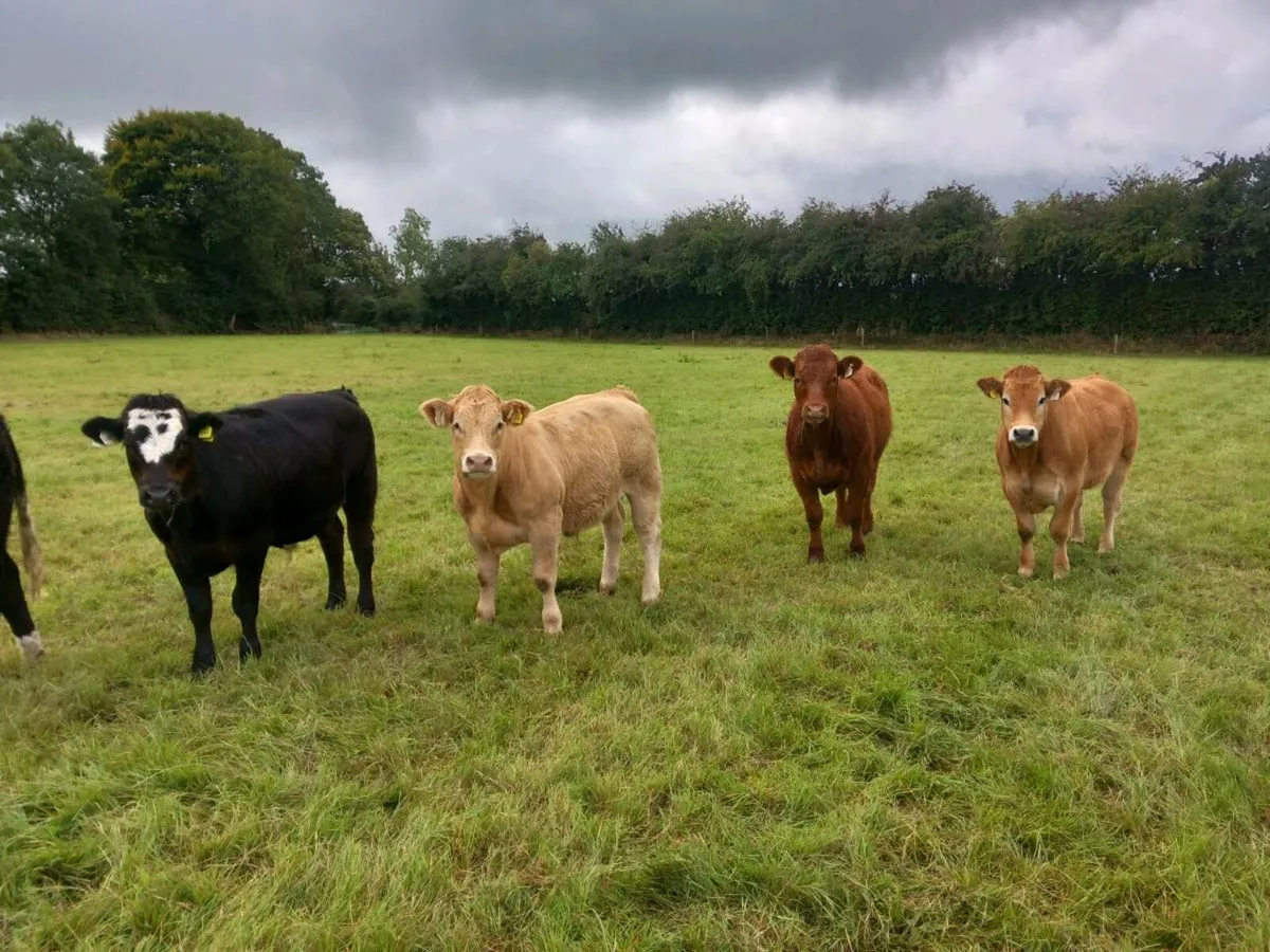Limousine bullocks. - Image 3