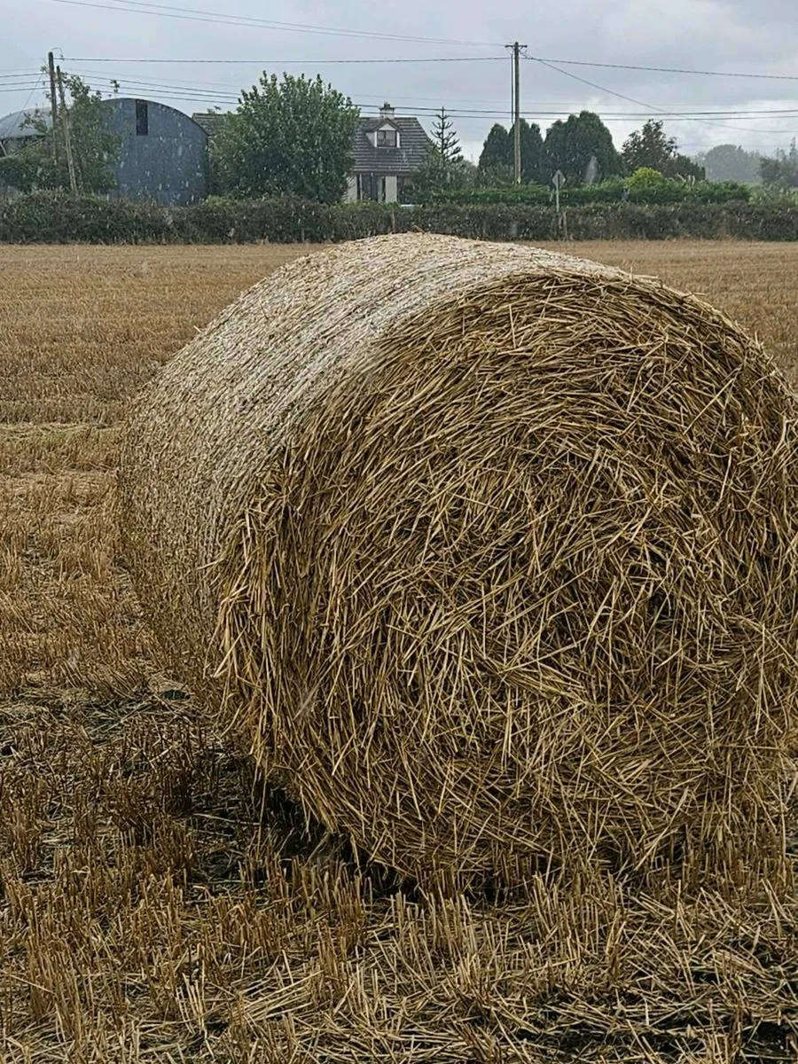 Straw - Image 2