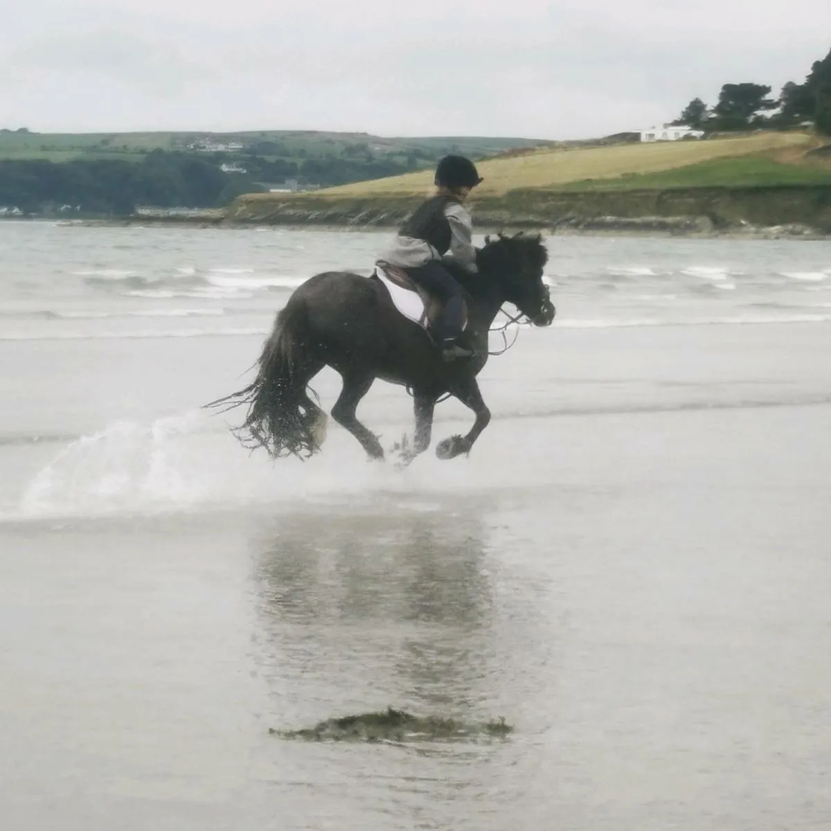 All rounder pony - Image 2
