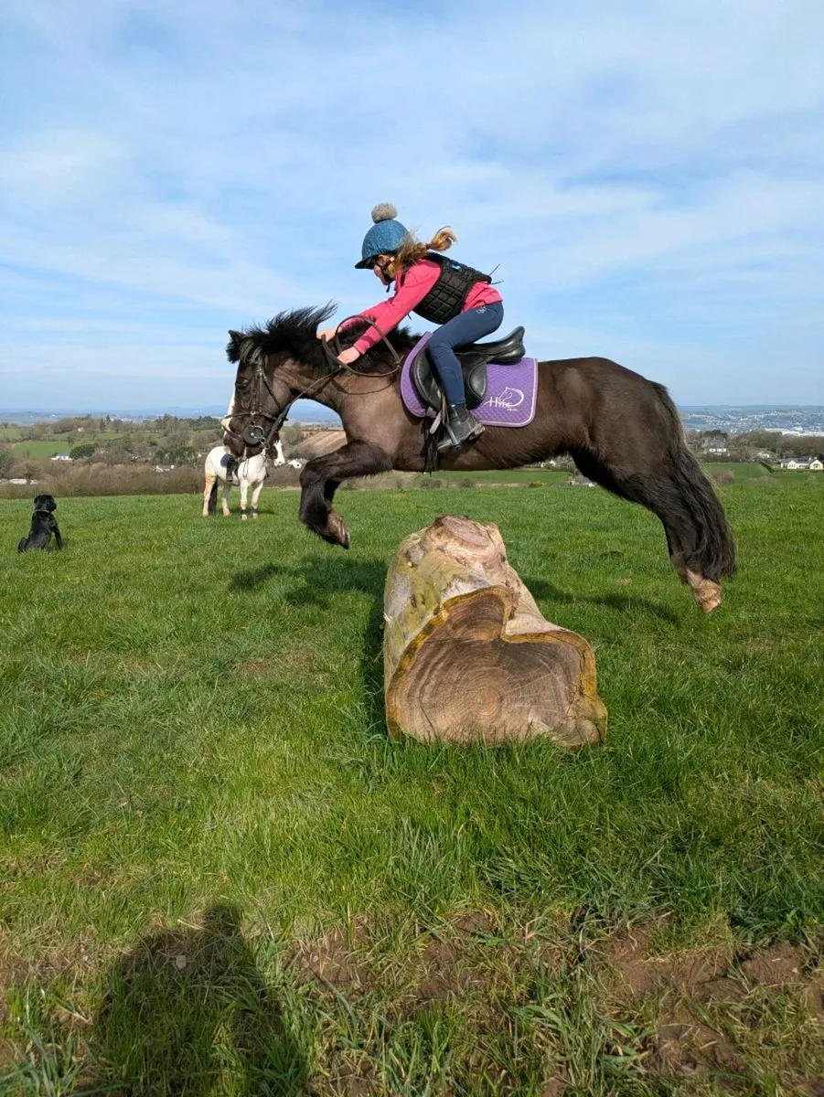 All rounder pony - Image 1
