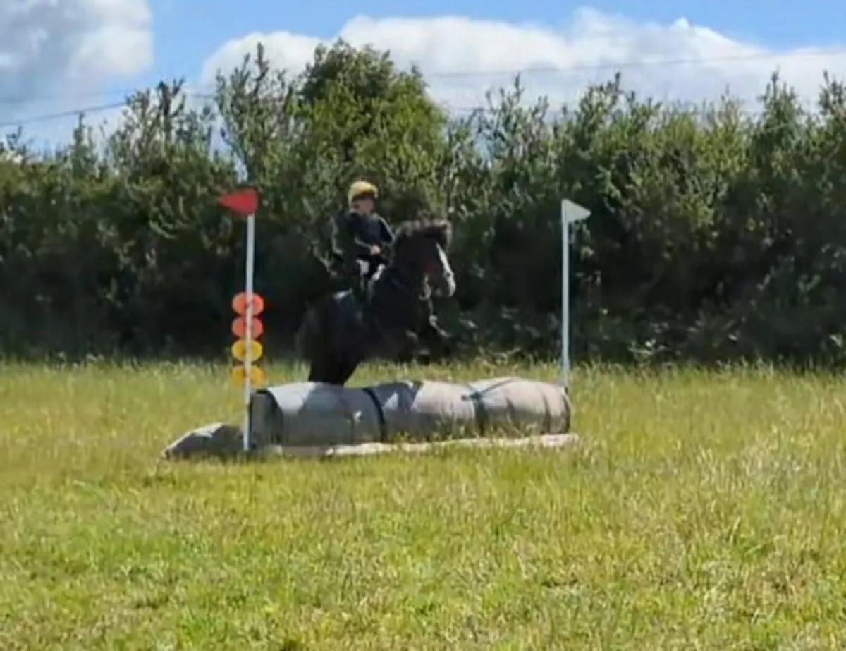 All rounder pony - Image 3