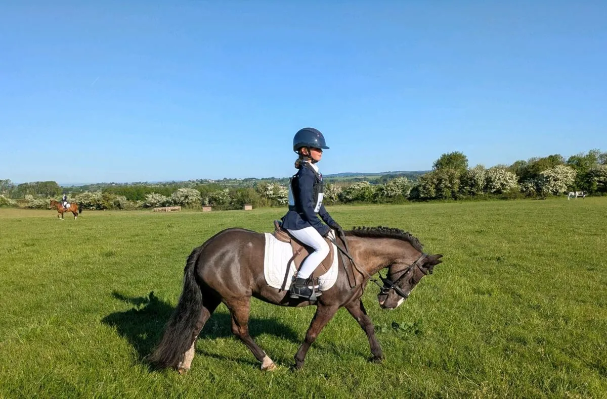 All rounder pony - Image 4