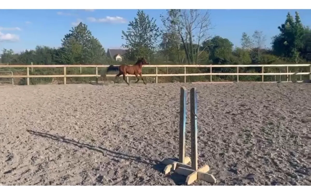 * ALICANTE Filly for sale - Image 4