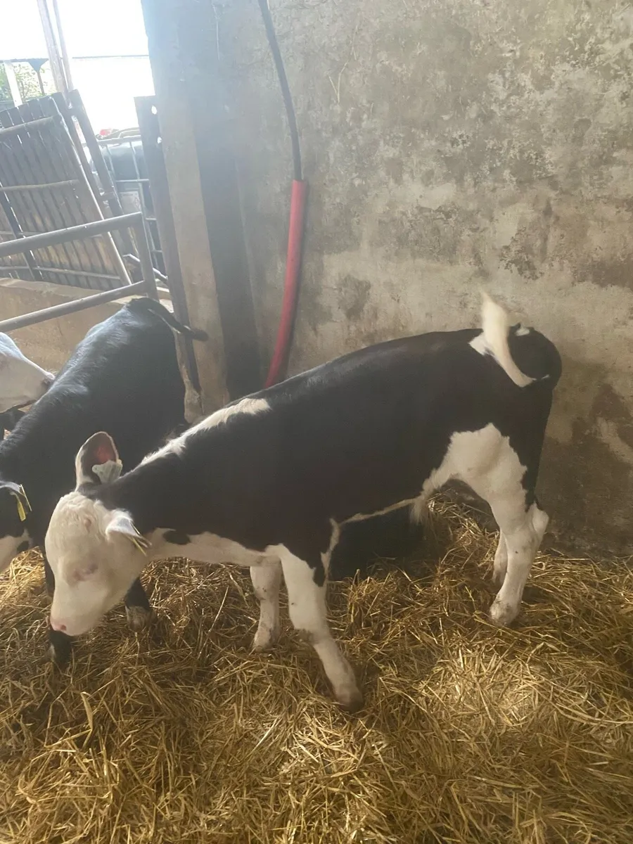 3 month old calves