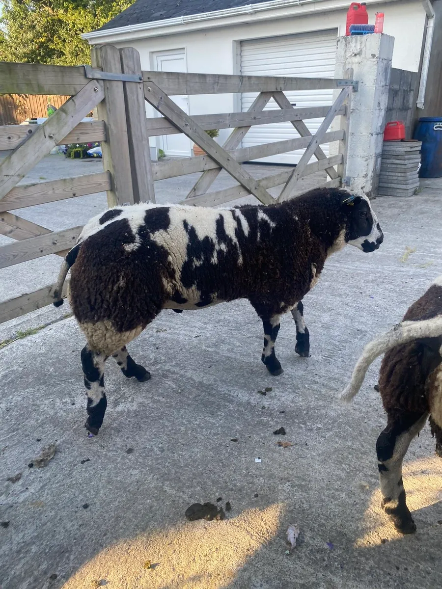 Dutch spotted Ram Lambs SIS organic - Image 2