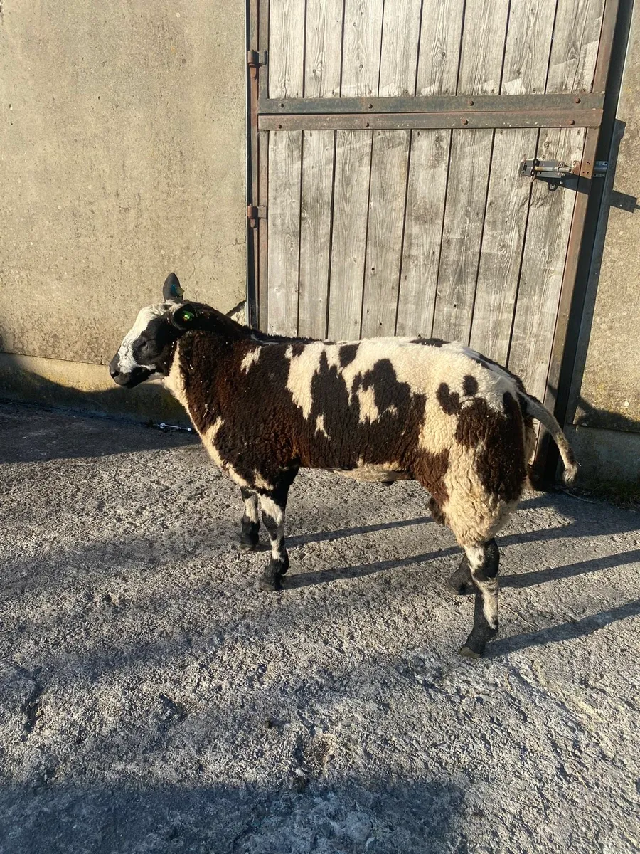 Dutch spotted Ram Lambs SIS organic - Image 3
